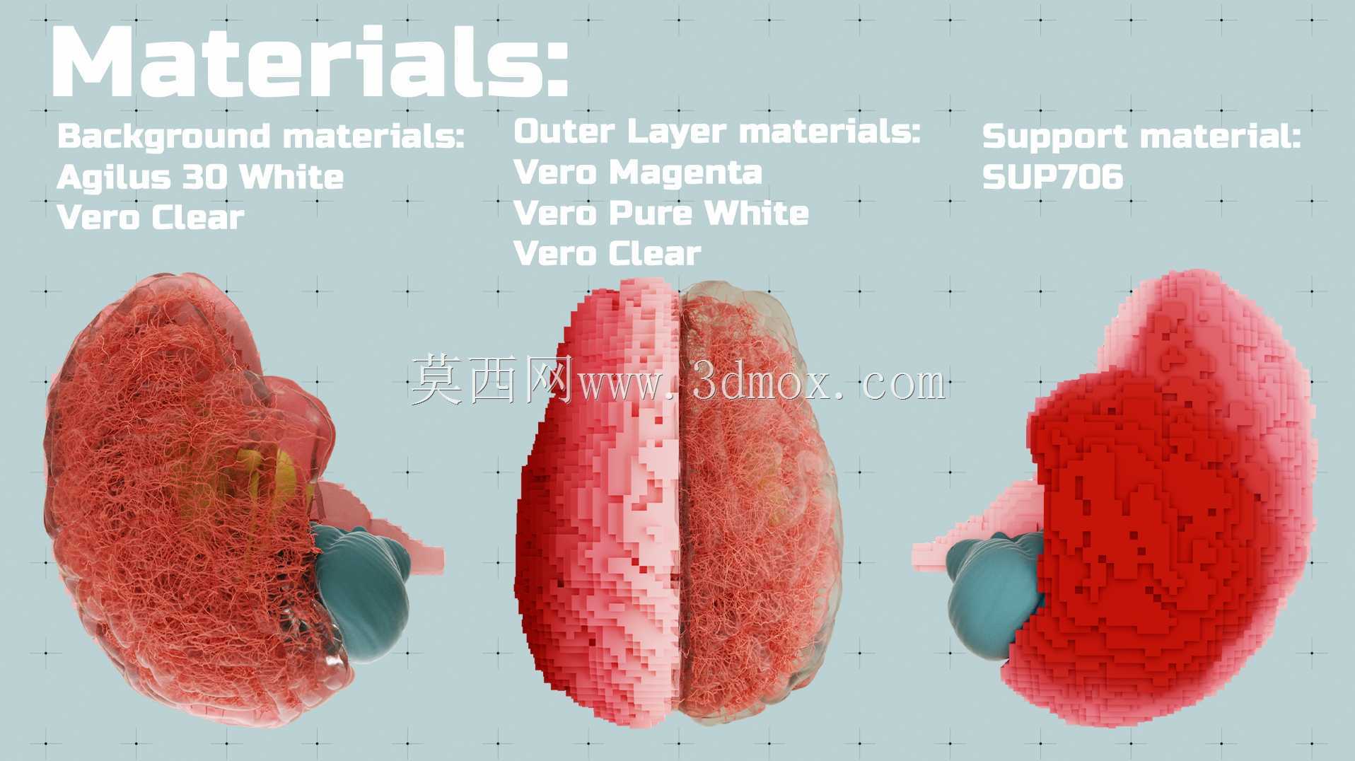 3D打印大脑解剖设计