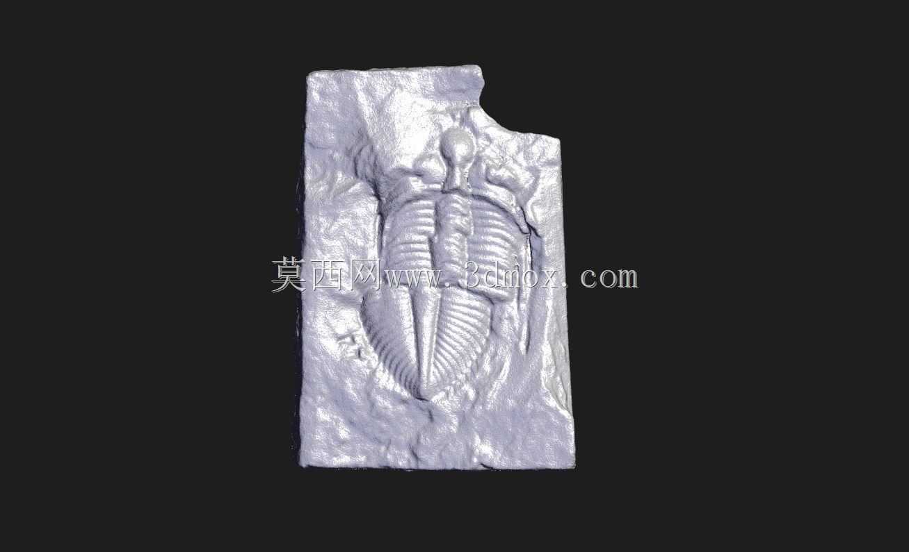 三叶虫化石 - 通过 POP 3 Plus 进行 3D 扫描