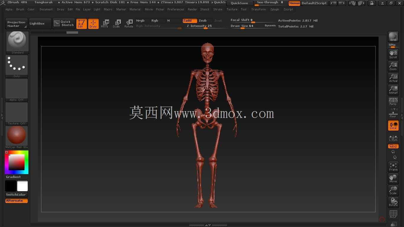 人体骨骼