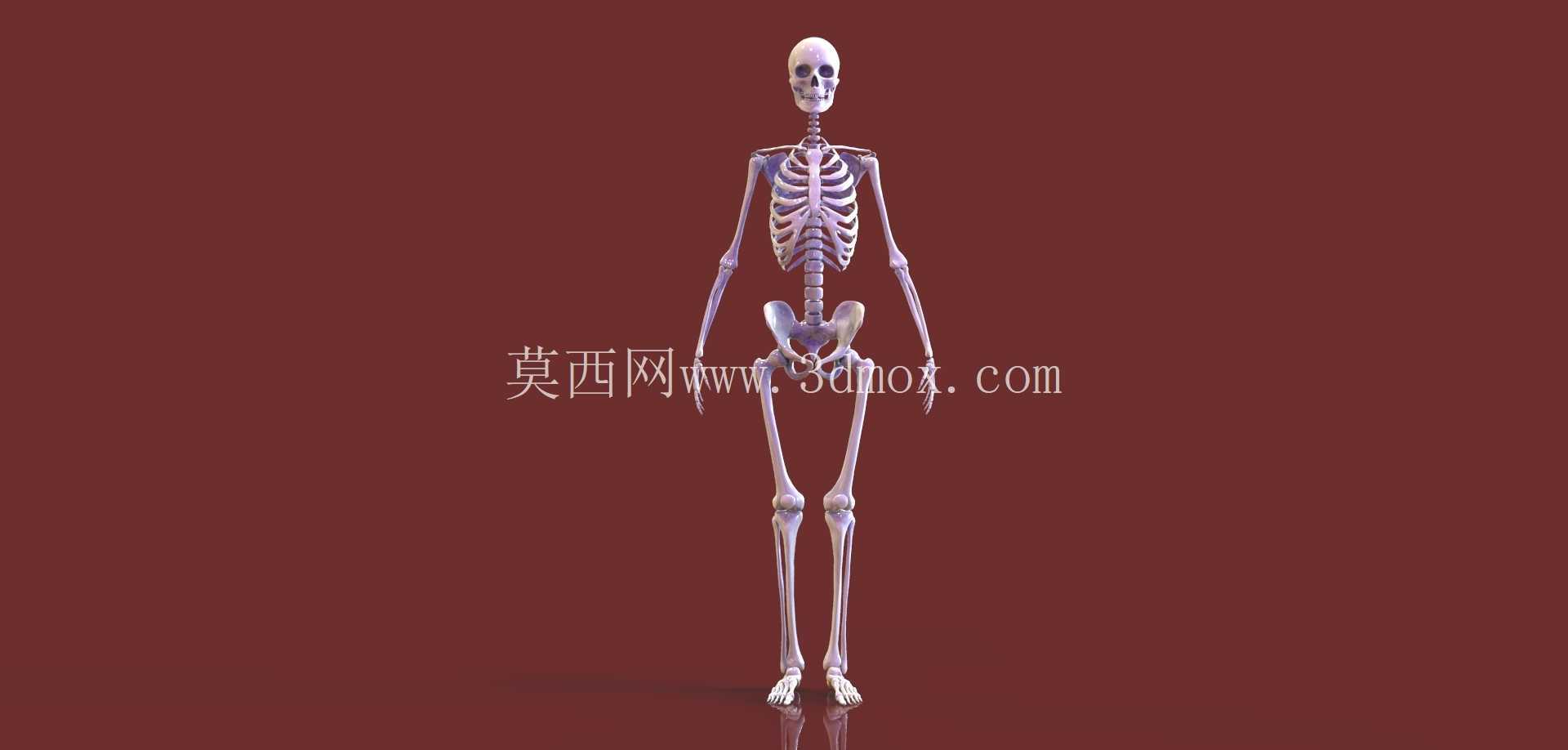 人体骨骼