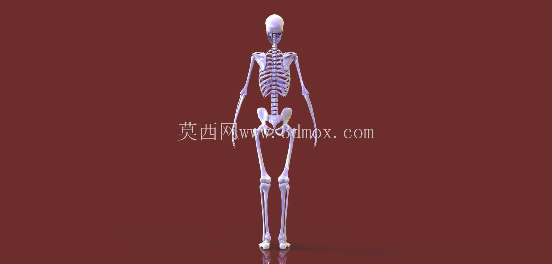 人体骨骼