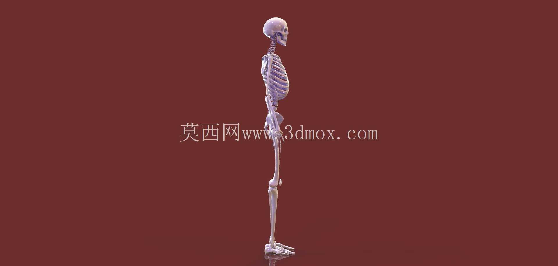 人体骨骼