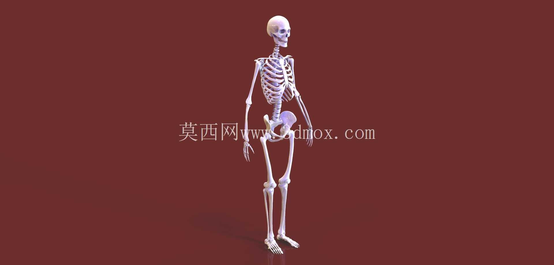 人体骨骼