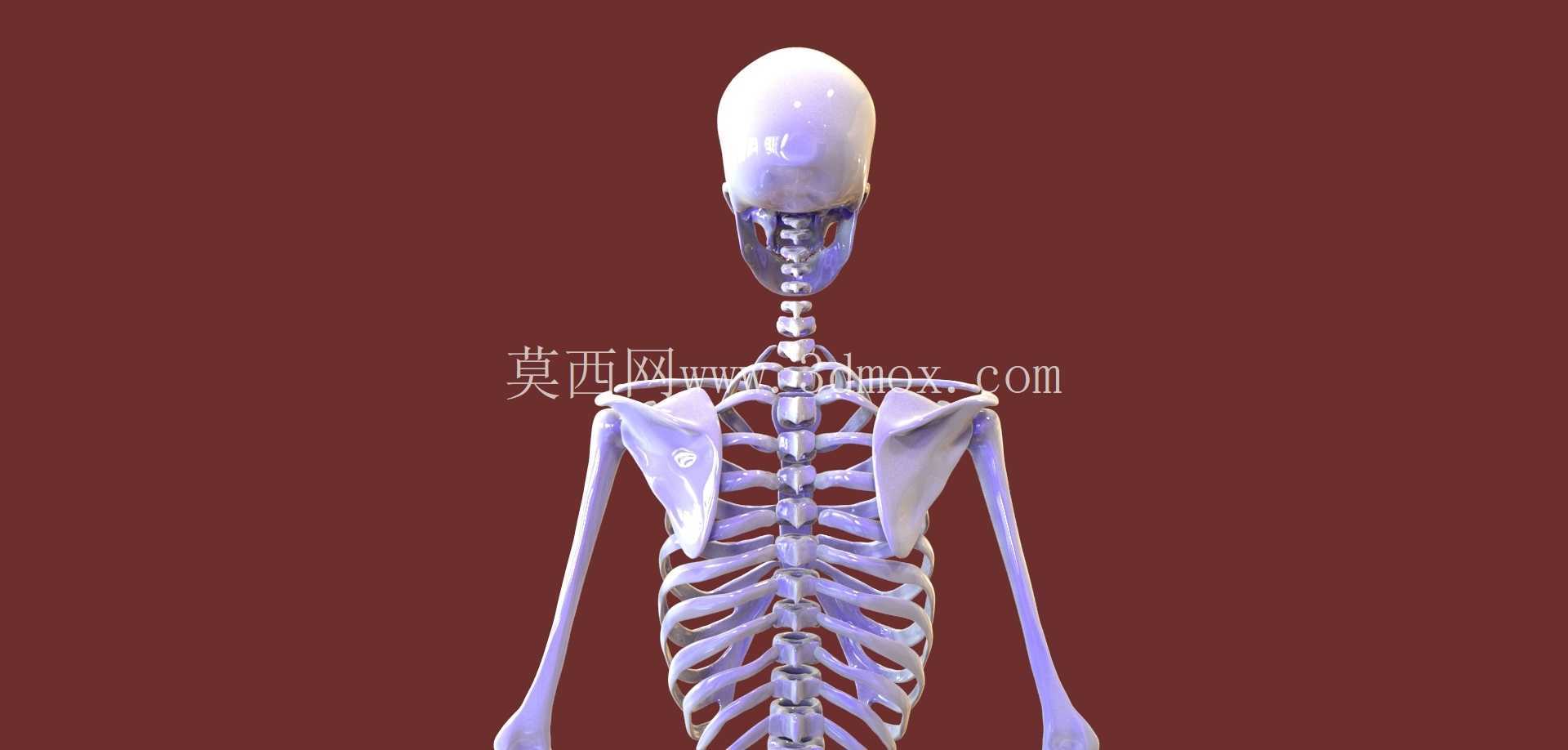 人体骨骼