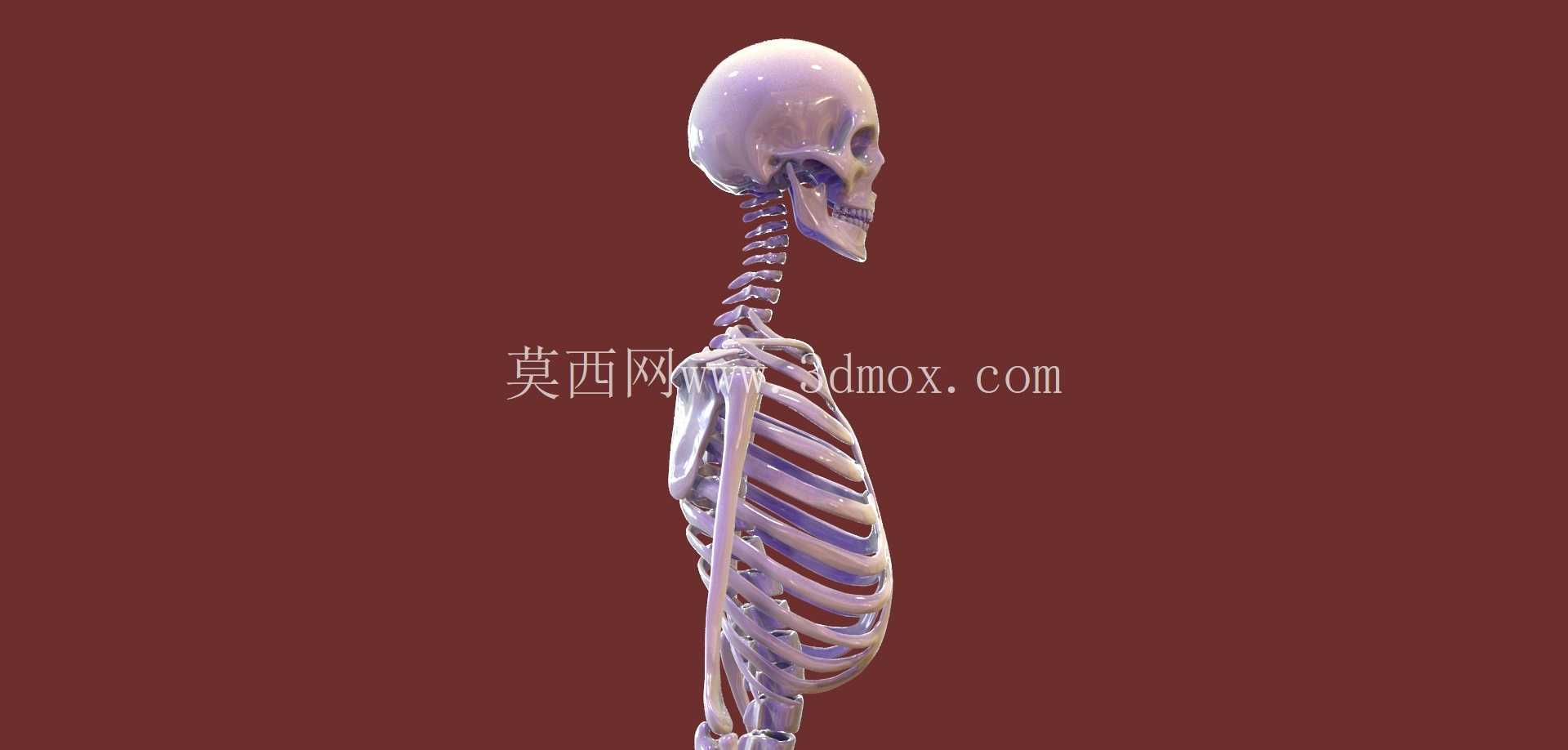 人体骨骼