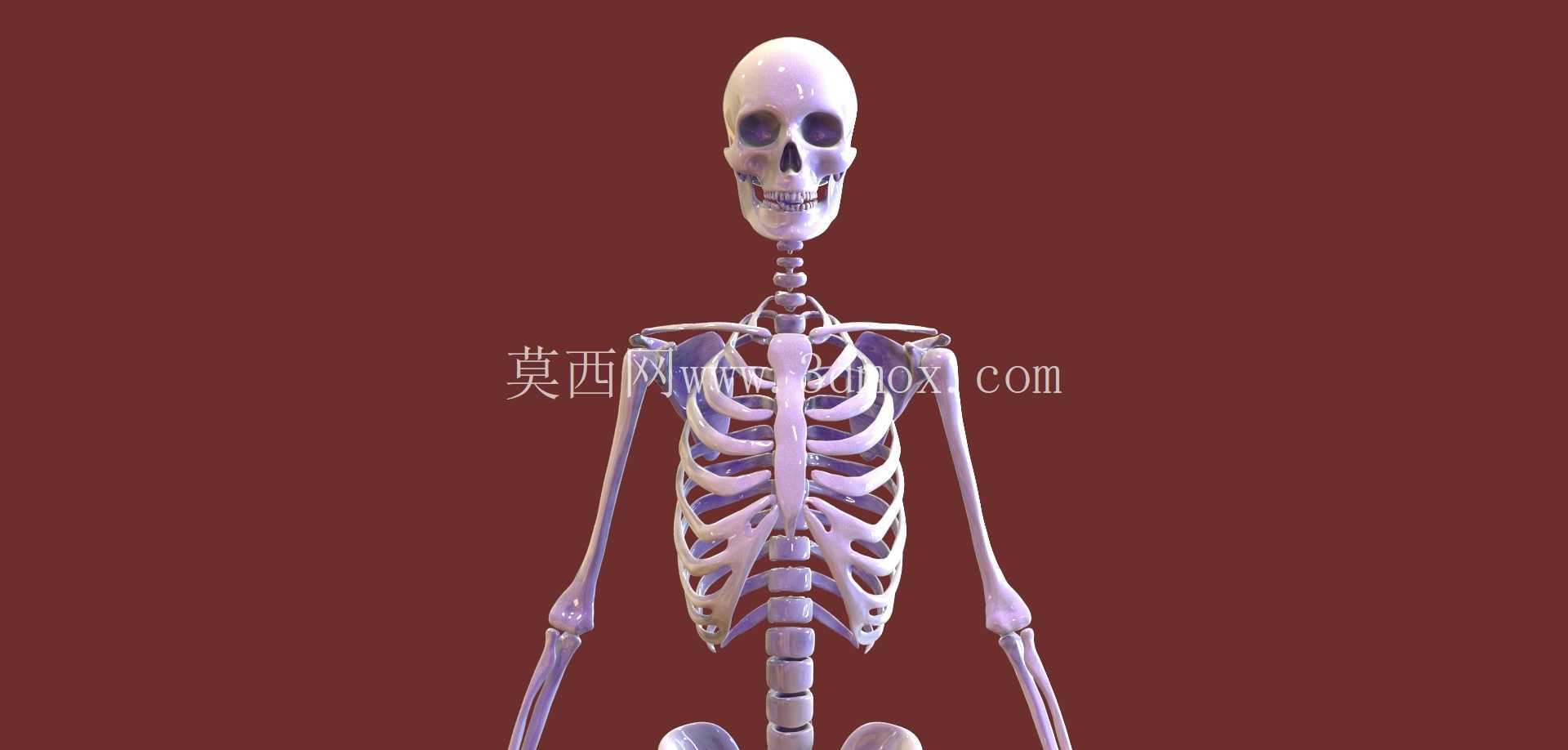 人体骨骼
