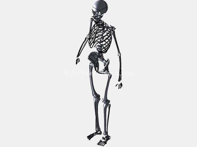 人体骨骼