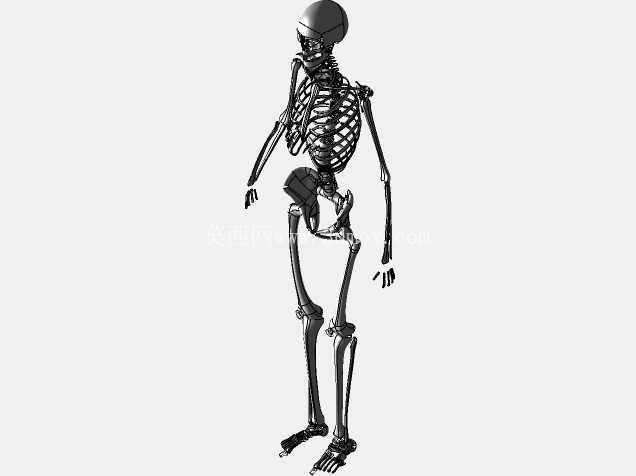 人体骨骼