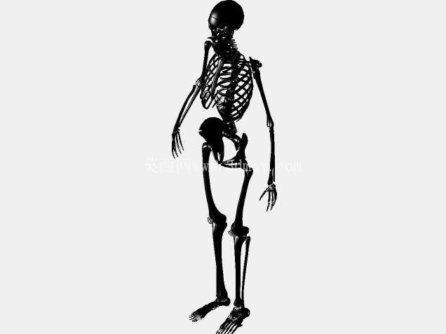 人体骨骼