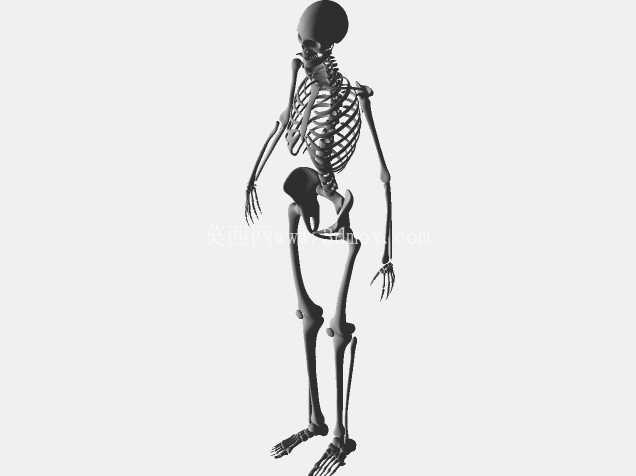 人体骨骼