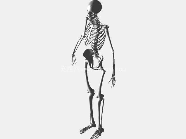 人体骨骼