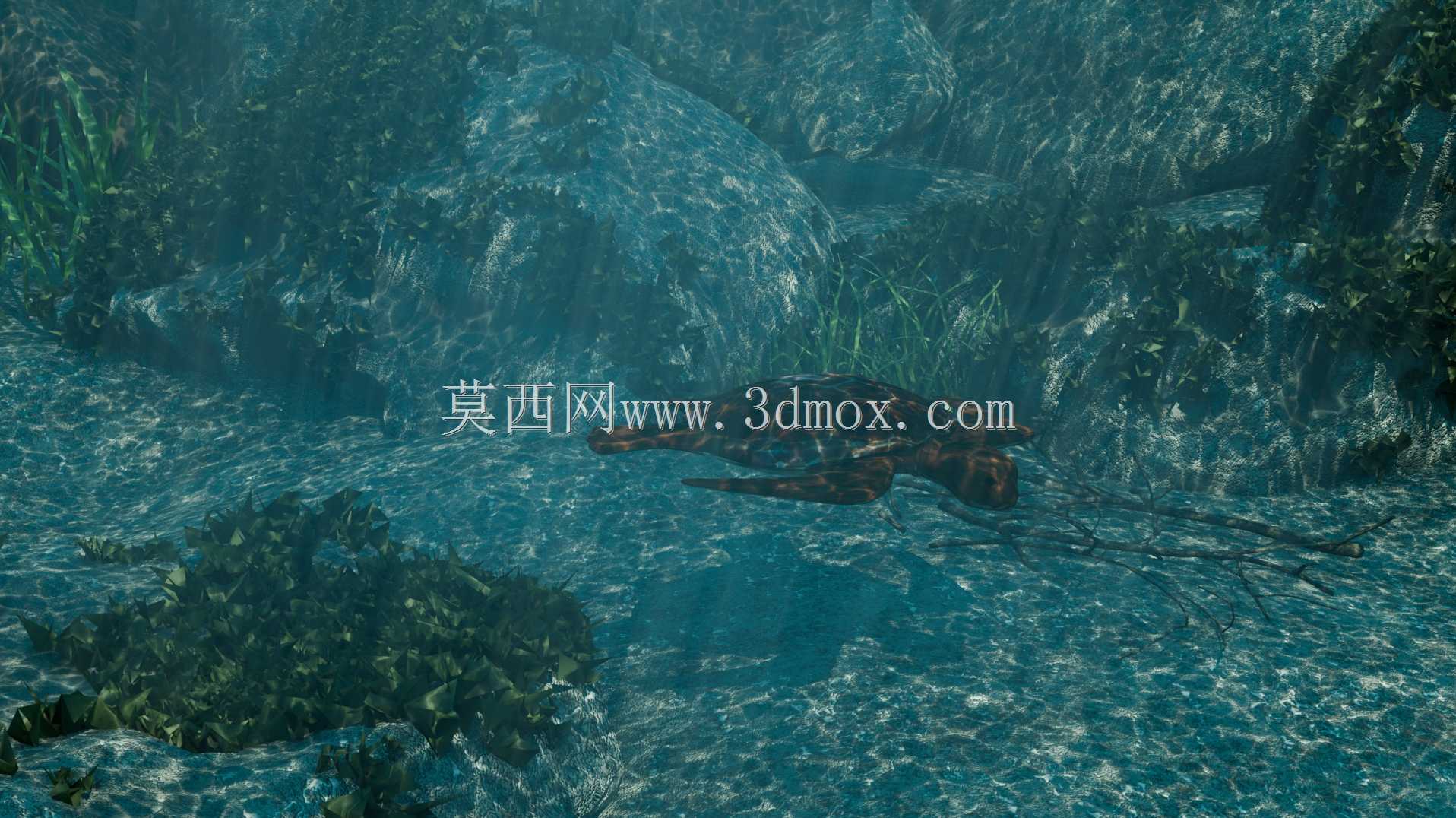 海龟