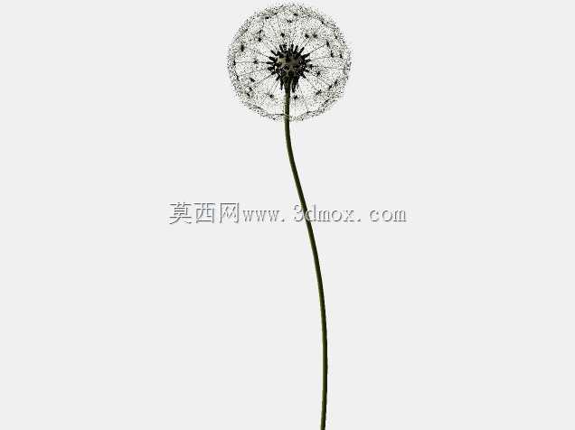 蒲公英