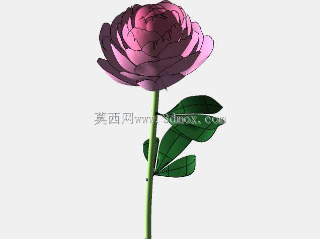 牡丹花