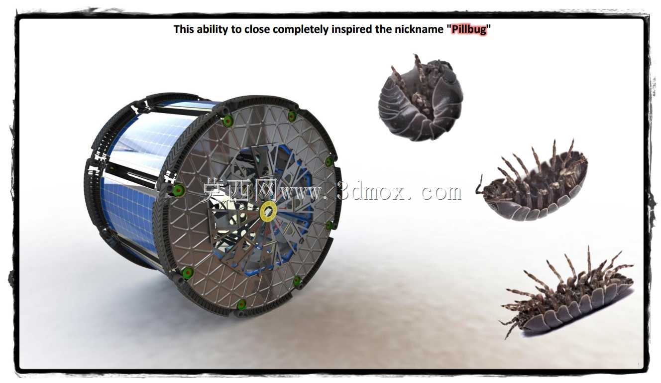 Pillbug