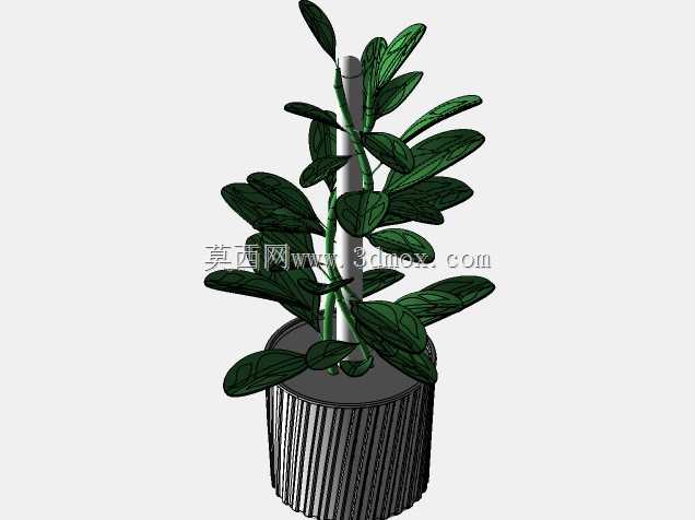 植物