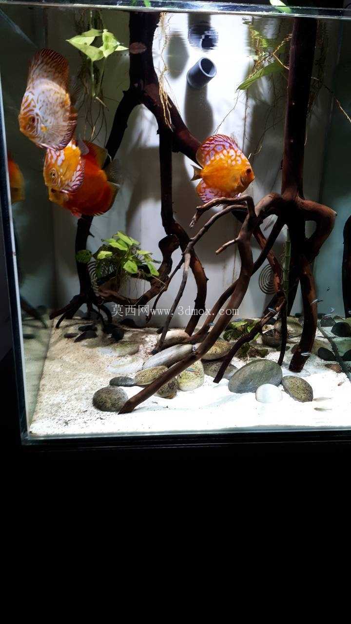 立方体水族馆