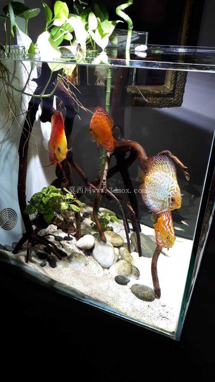 立方体水族馆