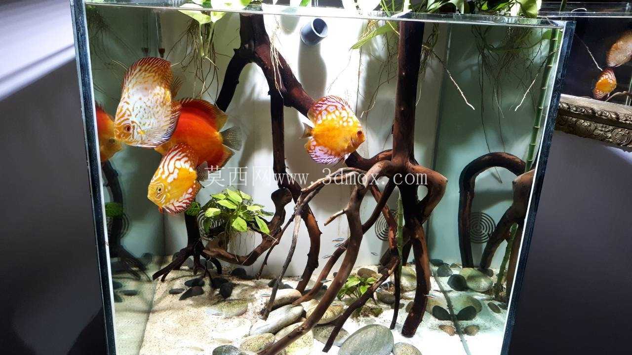 立方体水族馆