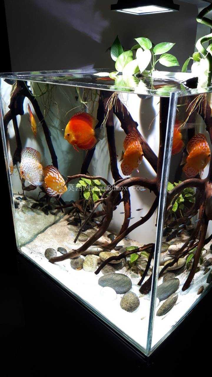 立方体水族馆
