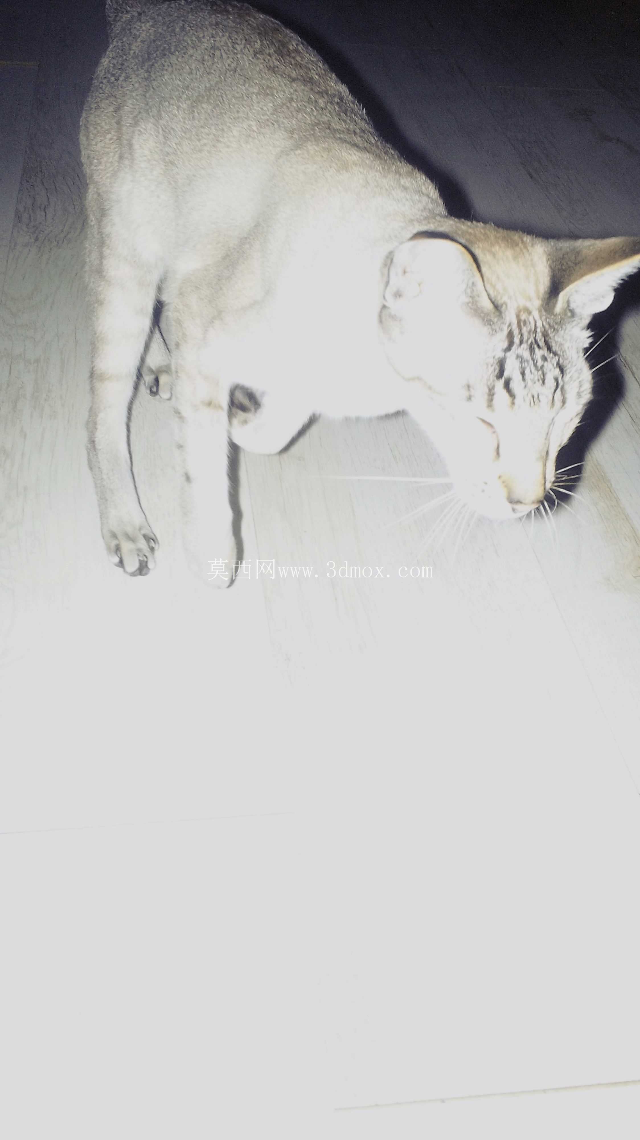  cat 