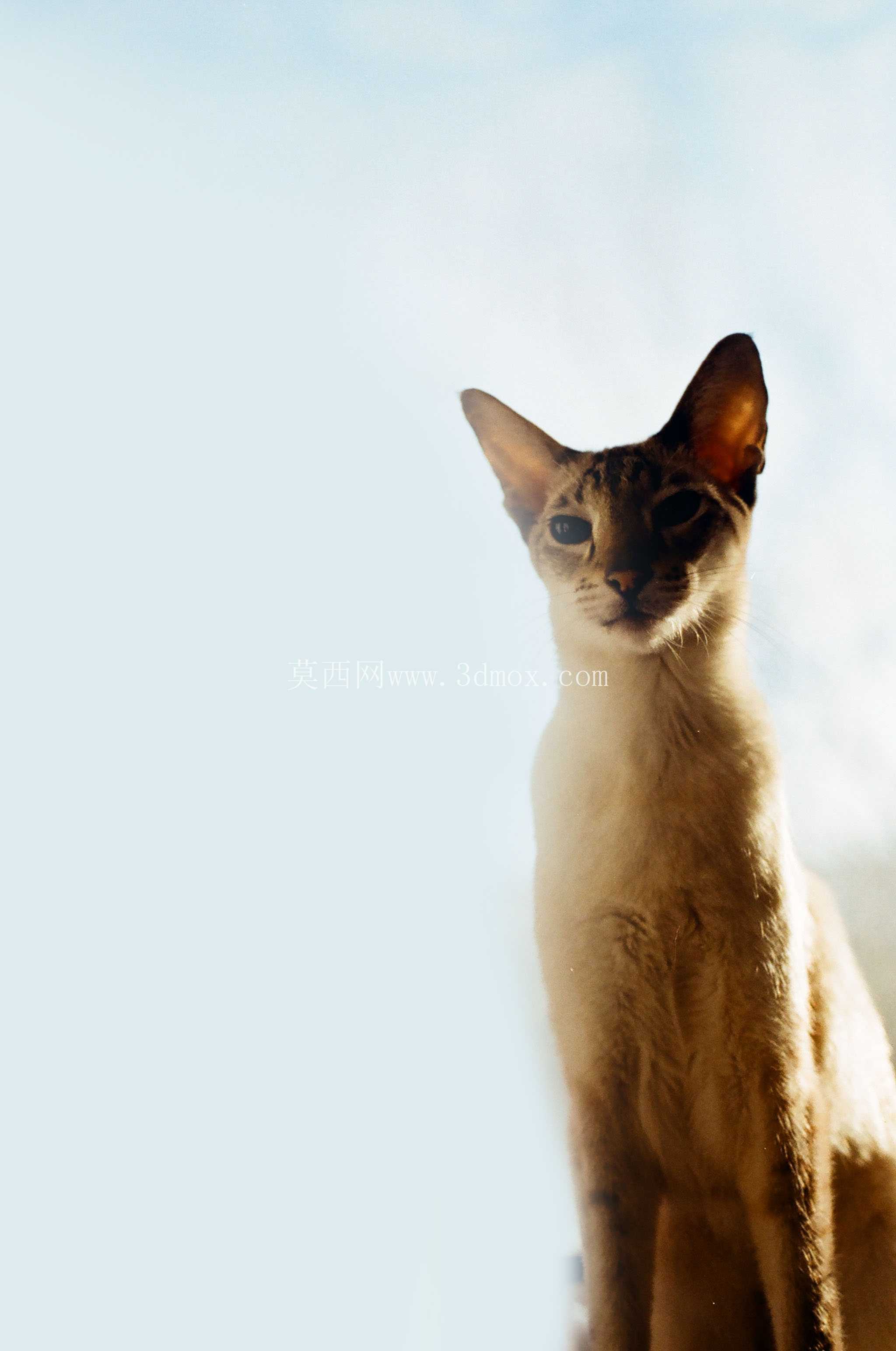  cat 