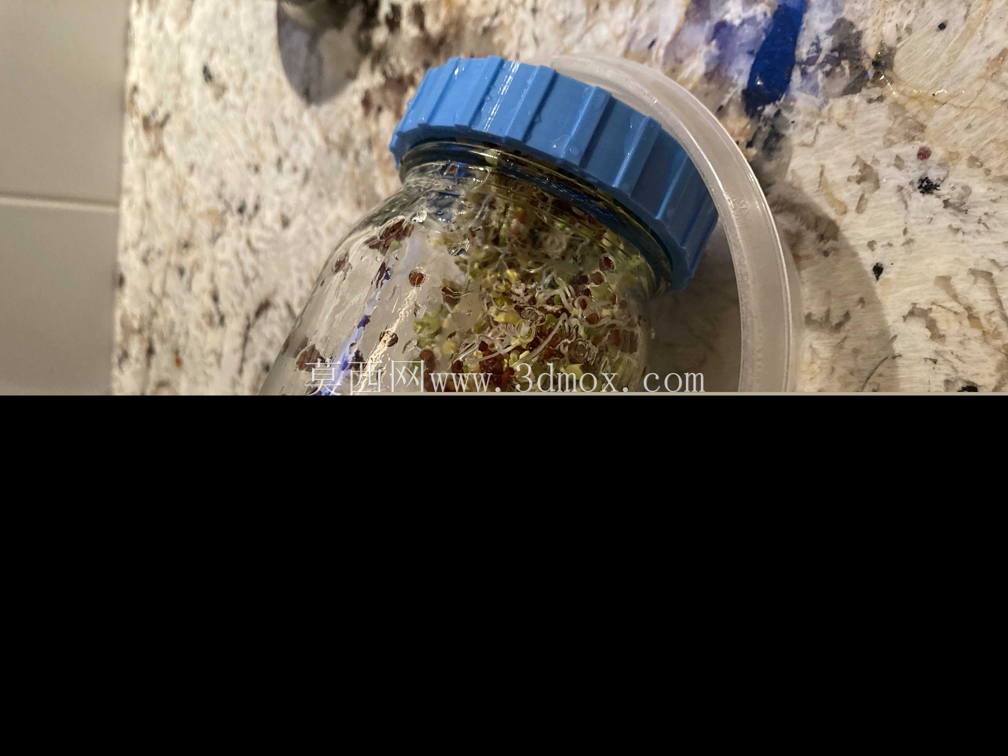 发芽的梅森罐盖
