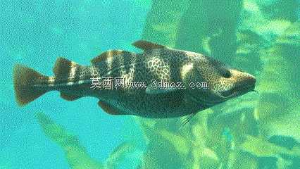 大西洋鳕鱼