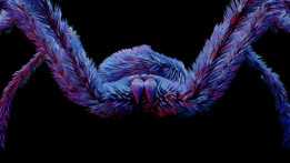 ֩�� / Araign��e