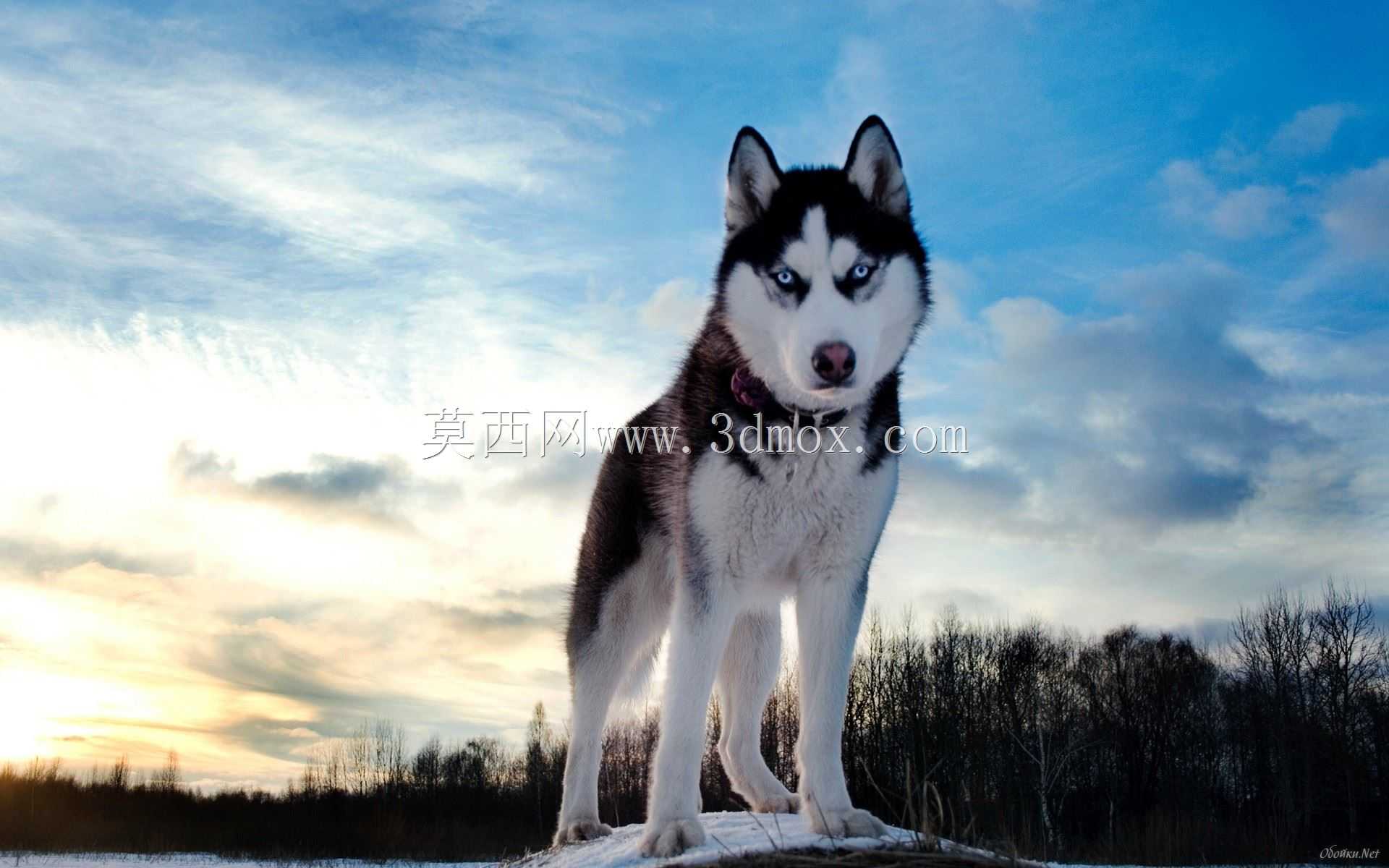 西伯利亚雪橇犬 - Lithophane
