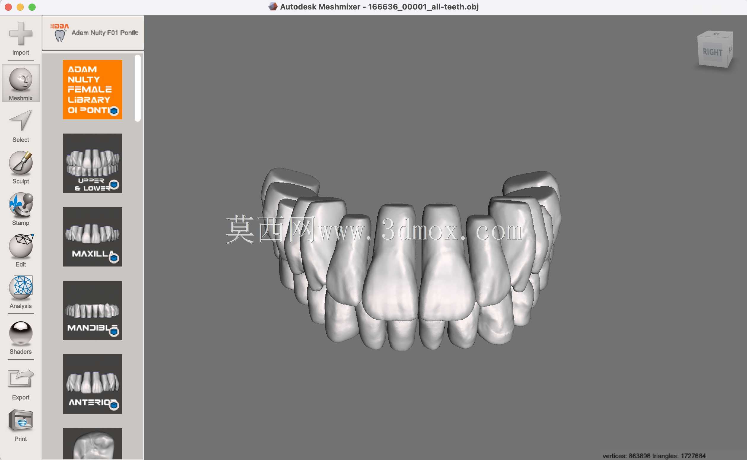 IDDA Adam Nulty F01 Meshmixer女性桥牙库-F01 Anteriores桥牙