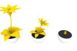 Flor amarilla ??