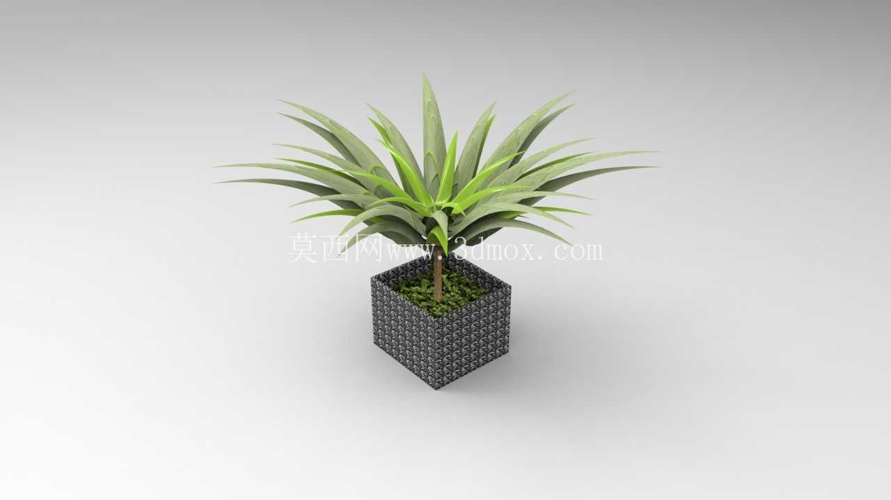 ����ֲ��