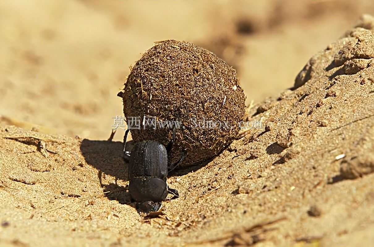 月球和火星超重型物流运输-230825B