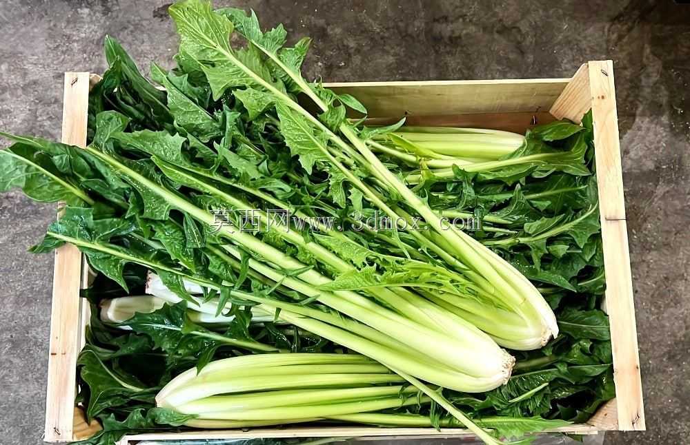 植物农场