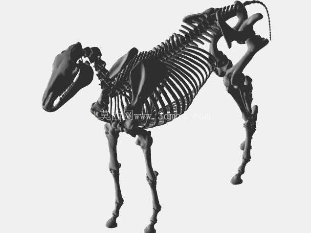 马骨架