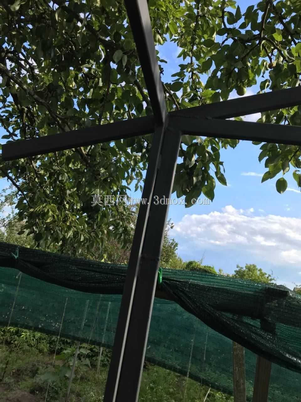 ��ͤ