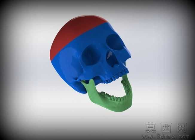 3部件解剖头骨模型