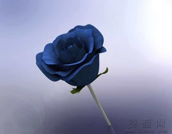 玫瑰花