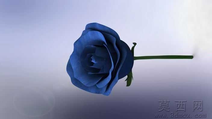 玫瑰花