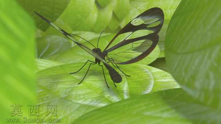 Glasswing蝴蝶