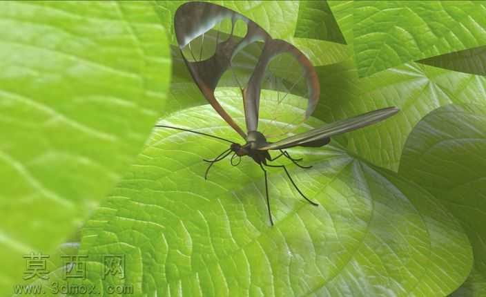Glasswing蝴蝶