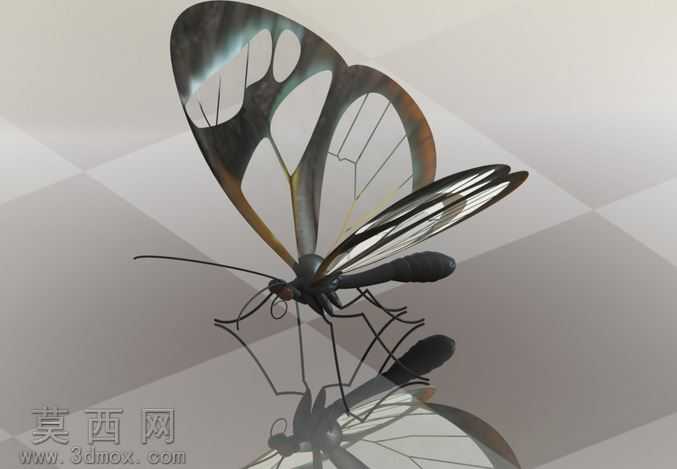 Glasswing蝴蝶