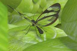 Glasswing����
