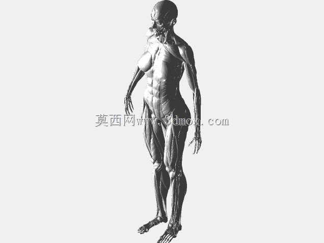 ACROBAT阅读器