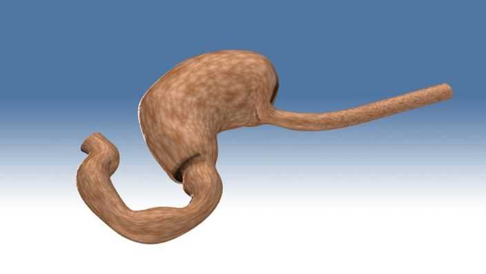 2012_Stomach��Esophagus.ics
