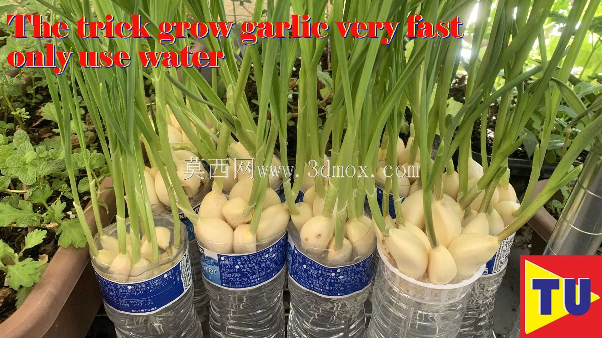 种植大蒜的篮子只能用水