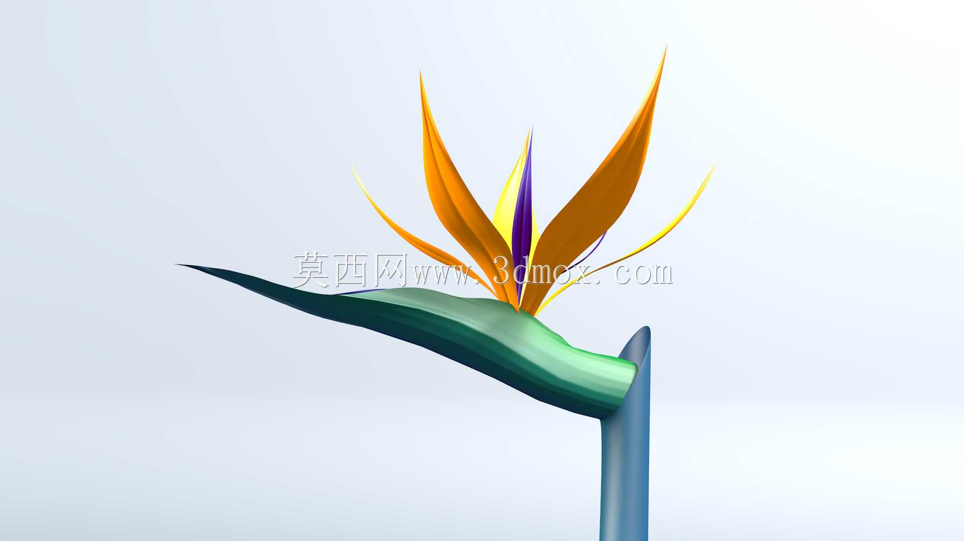 天堂鸟