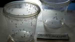雄性蚊子γ消毒容器