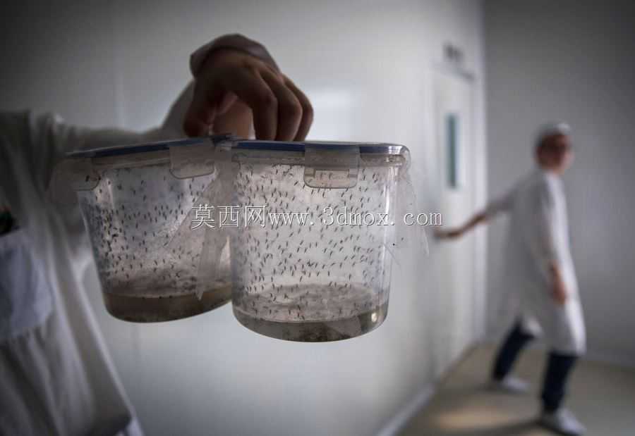 雄性蚊子γ消毒容器